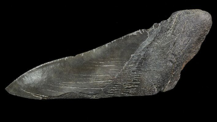 Fossil Megalodon Tooth Paper Weight #65801